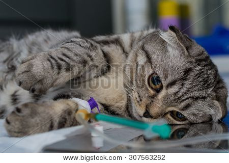 Brachycephalic Cat Sedated At The Veterinary Clinic, Scottish Fold Cat Breed