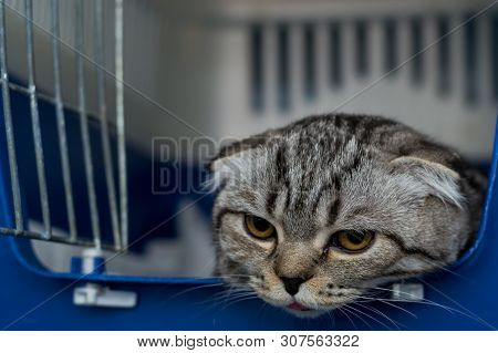 Scottish Fold Cat Breed In The Cage At The Veterinary Clinic After Surgery, Recovering From Anesthes
