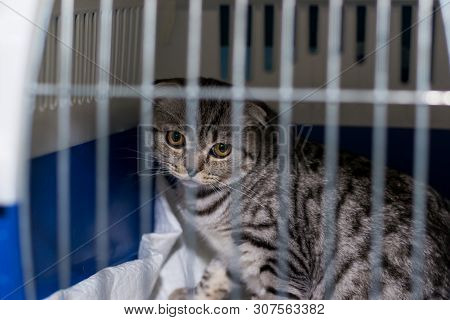 Scottish Fold Cat Breed In The Cage At The Veterinary Clinic After Surgery, Recovering From Anesthes