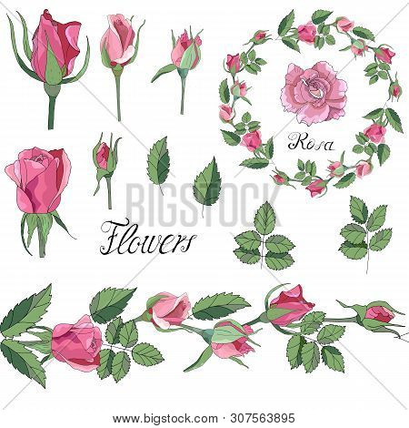 Roses For Gift Cards. Set Of Roses, Buds And Leaves For Clipart. Garland Rose Vector  Hand Draw Cele
