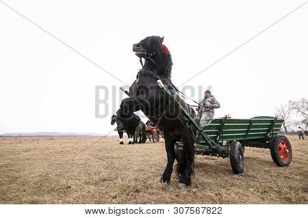Pietrosani, Romania - January 6, 2019: A Black Beautiful Adorned Horse Rears While Pulling A Cart, B