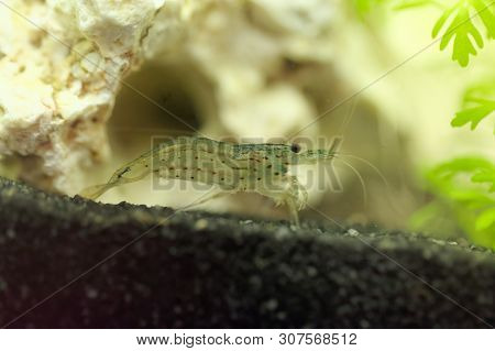 Amano Shrimp, Caridina Multidentata