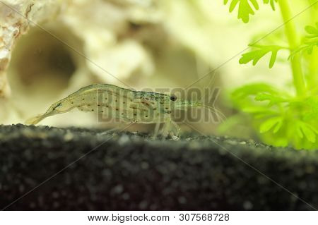 Amano Shrimp, Caridina Multidentata
