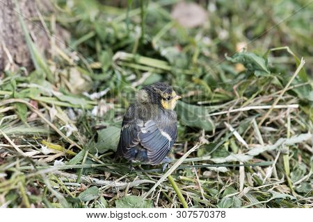 Young Eurasian Blue Tit, Cyanistes Caeruleus