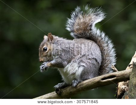 A Grey Squirrel In The Local Woodland Area