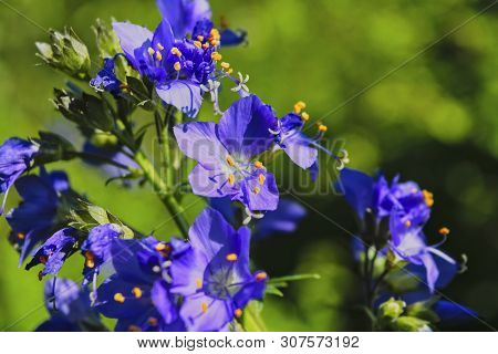 Polemonium Caeruleum, Known As Jacobs-ladder Or Greek Valerian.
