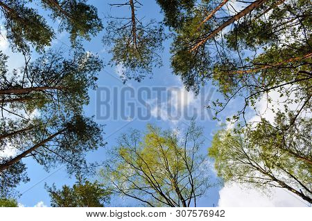 Bottom View To Trees On Blue Sky Background.