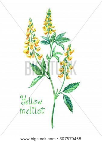 Melilot (melilótus) Melliferous And Medicinal Plant Or Sweet Clover With The Inscription 