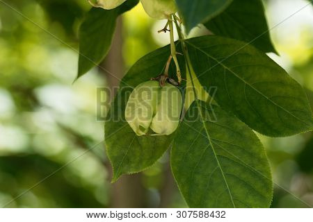 Green Fruits Of A European Bladdernut, Staphylea Pinnata.
