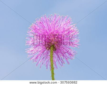 Single bloom of pink Mimosa nuttallii, or Nuttall's Sensitive Briar, against clear blue sky