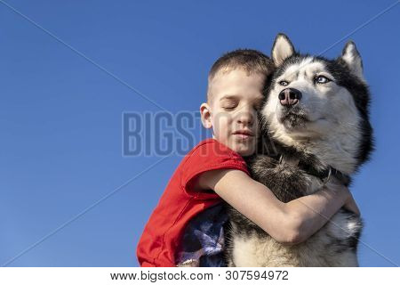 Boy Gently Hugs Husky. Child Hugged And Clung To The Siberian Husky Dog. Friendship And Love With Pe