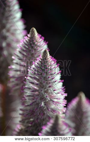 Close Up Of Australian Native Purple Ptilotus Exaltatus, Family Amaranthaceae. Called Mulla Mulla By