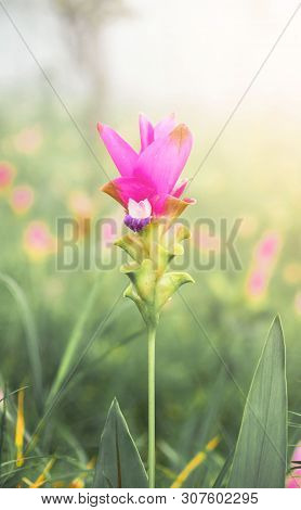 Amazing Landscape . Krachiew Flowers And Green Meadow And Tree And Flower In The Forest And Fog In T