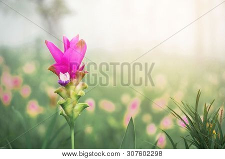 Amazing Landscape . Krachiew Flowers And Green Meadow And Tree And Flower In The Forest And Fog In T