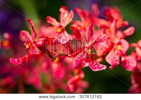 Mokara Orchids Blooming In The Garden