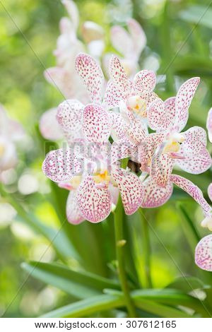 Mokara Orchids Blooming In The Garden