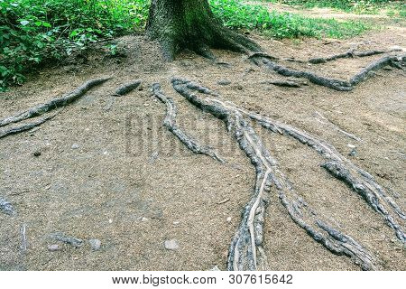 View Of Tree Roots Protruding From The Ground, Nature Background.