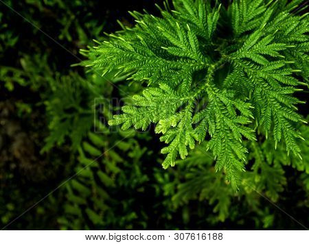 Freshness Green Leaf Of Selaginella Involvens Fern