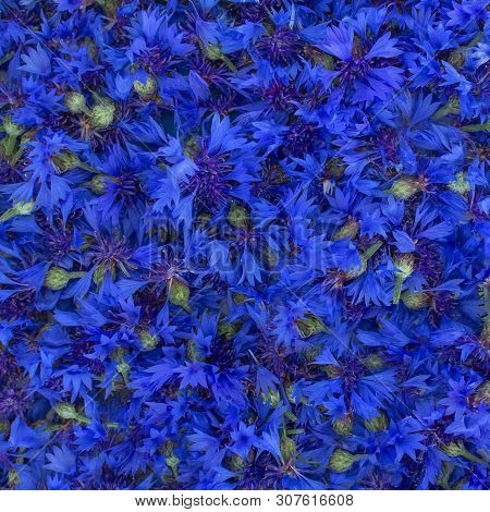 Medicinal Plants - Cornflower Blue Centaurea Cyanus . Blue Solid Floral Natural Background Consists 