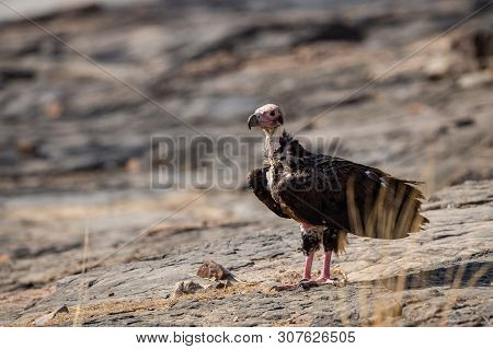 Red Headed Vulture Or Sarcogyps Calvus Or Pondicherry Vulture Close Up With Expression Sitting On Ro