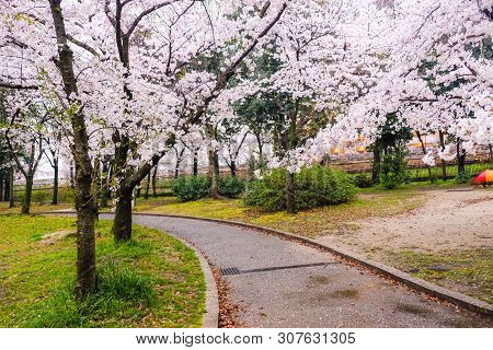Pink Sakura Blooming Flower With Pathway