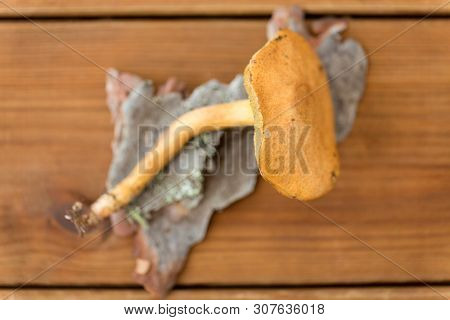 nature and environment concept - suillus bovinus mushroom on wooden background