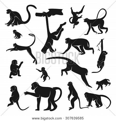 Set Of Monkey Design Vector. Silhouette Of Monkey. Vector Illustration