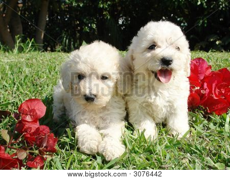 Cuccioli di barboncino