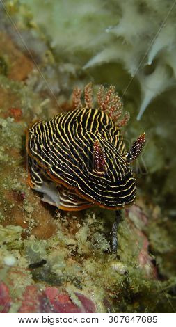 Closeup And Macro Shot Of Nudibranch Chromodoris Lineolata During A Leisure Dive In Tunku Abdul Rahm