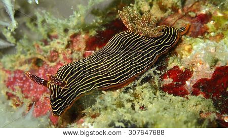 Closeup And Macro Shot Of Nudibranch Chromodoris Lineolata During A Leisure Dive In Tunku Abdul Rahm