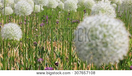 Nature View With Blurred White Globe Thistle Flower Bulb And Flower Field On Summer Day