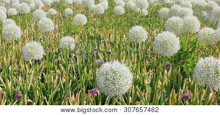 Flower Field On Warm Summer Day. Nature View Of Meadow With Grass And Flowers Outdoors