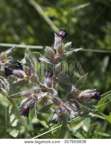 Brown Nonea. Nonea Pulla. Flowering Plant.  Honey Plant. Kazakhstan