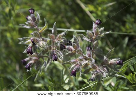 Brown Nonea. Nonea Pulla. Flowering Plant.  Honey Plant. Kazakhstan.