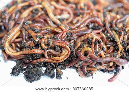 Earthworms (dendrobena Veneta) For Fishing Or Compost