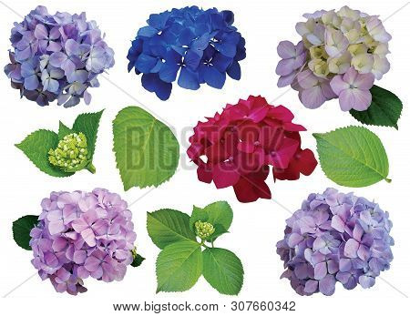 Collection Of Hydrangea Flowers Isolated On White Background