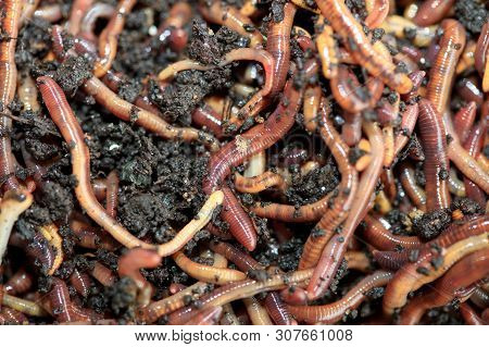 Earthworms (dendrobena Veneta) For Fishing Or Compost