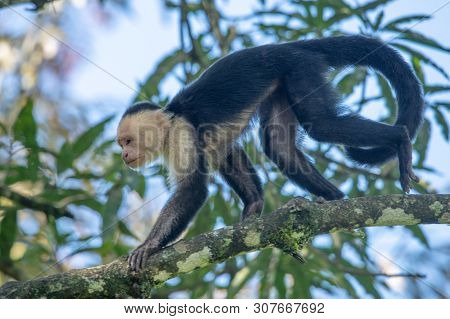 White-headed Capuchin Monkey (cebus Capucinus) Resting In National Park Manuel Antonio - Costa Rica
