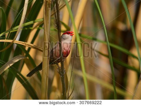 Beautiful Bird Of Red Tones Singing Among The Plants, Estrilda Astrild