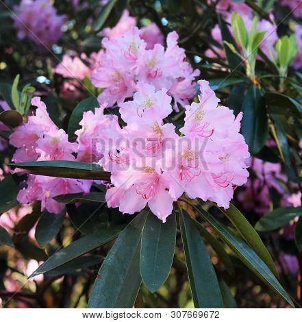 A Beautiful Pink Bud Of Rodendron Is Bathed In Sunshine Rays.