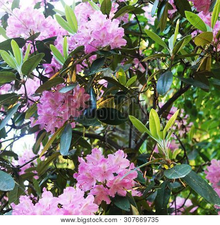 Panorama With Beautiful Pink Rodendrons That Bathe In The Rays Of The Sun