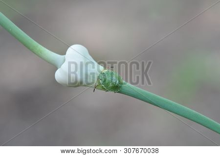 In The Garden, A Green Garden Bug Sits On A Stalk - An Arrow Of Garlic.