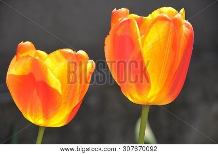 Two Bright Orange Tulips Are Illuminated By The Sun In The Spring Garden.