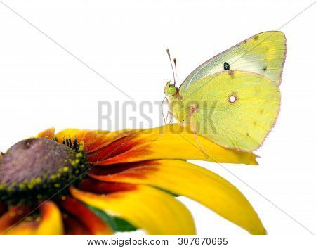 Butterfly Pale Clouded Yellow On A Flower. Beautiful Yellow Butterfly On Flowers Isolated On A White