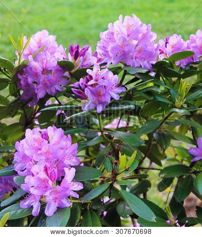 Bush Light Purple Rodendron In The City Park. Panorama