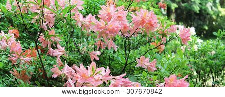 A Corner Of A Botanical Garden With Bushes Of Pink Rodendrons. Rodendron Panorama
