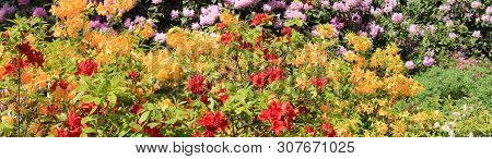 Panorama With Beautiful Red And Yellow Rodendrons. Rodendron Bushes Meet The Morning Dawn