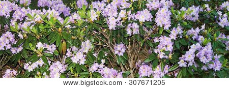 Beautiful Light-violet Rodendrons Rejoice In The Sun And Are Immersed In Dew. Rodendron Panorama