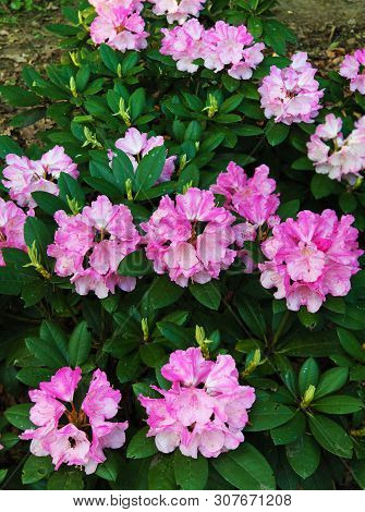 Spring Bloom Of Pink Rodendrons In The City Park. Panorama Rodendron