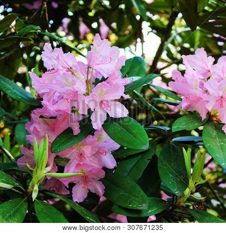 Beautiful Panorama With Pink Summer Rodendrons On The Background Of Leaves. Rodendrons Flaunt In A B